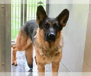 German Shepherd Dog Dogs for adoption in Orange, CA, USA