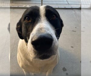 Borador Dogs for adoption in Rancho Cucamonga, CA, USA