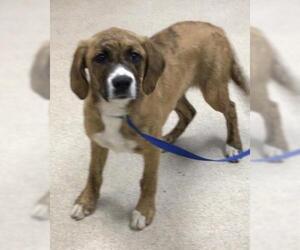 Boxer-German Shepherd Dog Mix Dogs for adoption in Riverside, CA, USA
