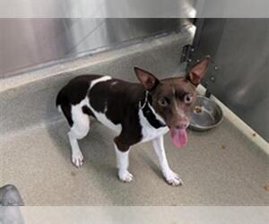 Rat Terrier Dogs for adoption in San Martin, CA, USA