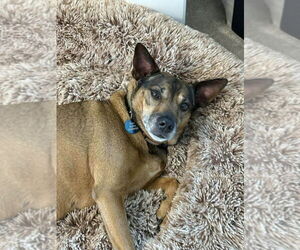 Mutt Dogs for adoption in Springdale, PA, USA