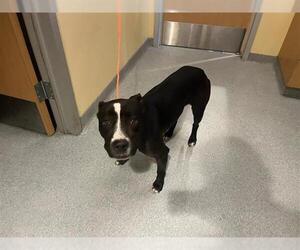Mutt Dogs for adoption in Orange, CA, USA
