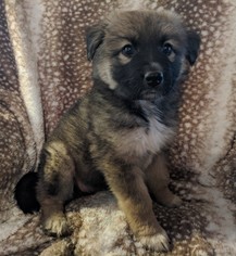 Medium Photo #1 German Shepherd Dog-Unknown Mix Puppy For Sale in Nashville, TN, USA