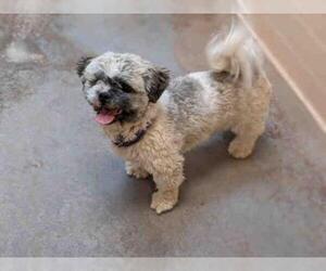 Shih Tzu Dogs for adoption in Santa Fe, NM, USA