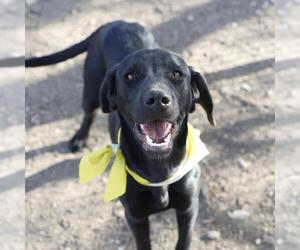 American Staffordshire Terrier-Unknown Mix Dogs for adoption in San Antonio, TX, USA