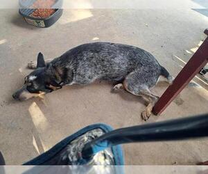 Mutt Dogs for adoption in San Antonio, TX, USA