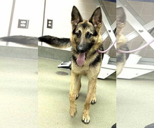German Shepherd Dog Dogs for adoption in Kankakee, IL, USA