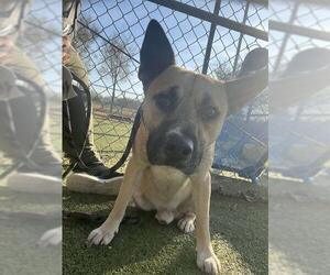 American Pit Bull Terrier-Unknown Mix Dogs for adoption in Pasadena, TX, USA