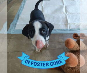 American Staffordshire Terrier-Unknown Mix Dogs for adoption in Tallahassee, FL, USA