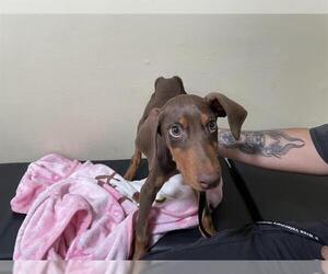 Doberman Pinscher Dogs for adoption in Pasadena, CA, USA