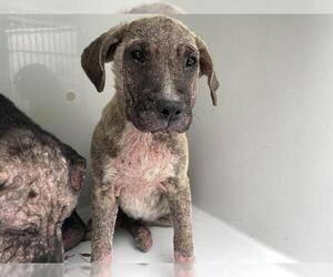 Black Mouth Cur-Unknown Mix Dogs for adoption in Houston, TX, USA