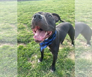 American Pit Bull Terrier-Unknown Mix Dogs for adoption in Germantown, OH, USA