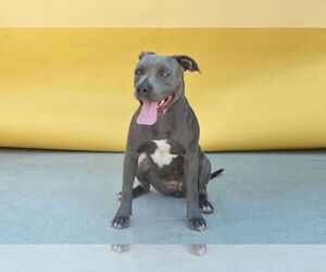 American Pit Bull Terrier Dogs for adoption in Pasadena, CA, USA