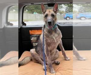 German Shepherd Dog Dogs for adoption in Boonton, NJ, USA