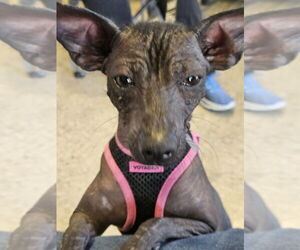 Mutt Dogs for adoption in oakland, FL, USA