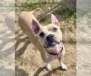 American Pit Bull Terrier Dogs for adoption in Center Township, PA, USA