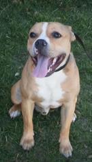 Bullboxer Pit Dogs for adoption in Rancho Santa Margarita, CA, USA