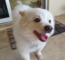 American Eskimo Dog Dogs for adoption in Randallstown, MD, USA