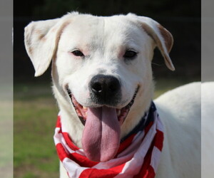 Lab-Pointer Dogs for adoption in Oxford, MS, USA