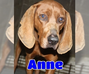 Redbone Coonhound Dogs for adoption in Lawrenceburg, KY, USA