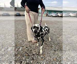 Dalmatian Dogs for adoption in Evansville, IN, USA