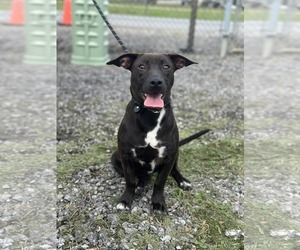 Mutt Dogs for adoption in Oakhurst, NJ, USA