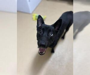 German Shepherd Dog-Unknown Mix Dogs for adoption in Chula Vista, CA, USA