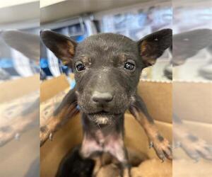 Chihuahua Dogs for adoption in San Antonio, TX, USA