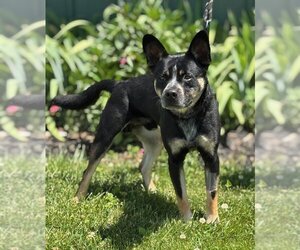 Bulldog-Unknown Mix Dogs for adoption in Batavia, NY, USA