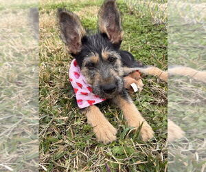 Mutt Dogs for adoption in San Leon, TX, USA