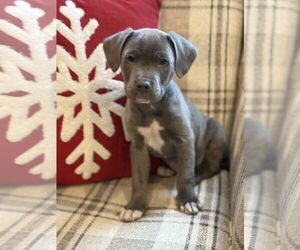 American Bulldog-Labrador Retriever Mix Dogs for adoption in Tarrytown, GA, USA