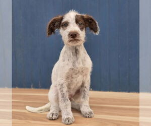 Mutt Dogs for adoption in Lakewood, CO, USA