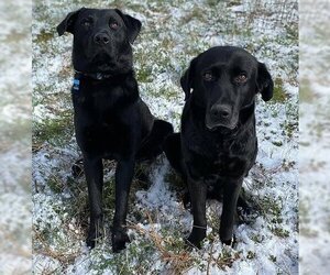 Labrador Retriever Dogs for adoption in Morris, NY, USA