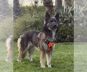 Akita-Australian Shepherd Mix Dogs for adoption in Marina Del Rey, CA, USA