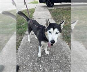 - Mix Dogs for adoption in Houston, TX, USA