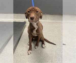 American Pit Bull Terrier-Unknown Mix Dogs for adoption in Tallahassee, FL, USA