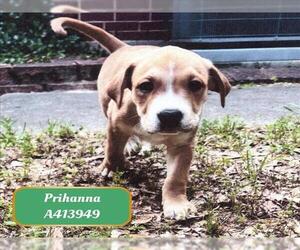 American Pit Bull Terrier-Unknown Mix Dogs for adoption in Conroe, TX, USA