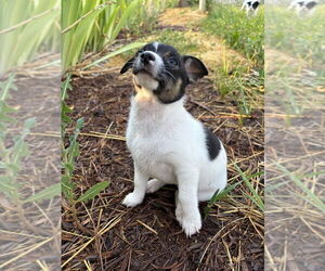 Chihuahua-Unknown Mix Dogs for adoption in Salt Lake City, UT, USA