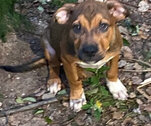 Bloodhound-Unknown Mix Dogs for adoption in Sanford, FL, USA