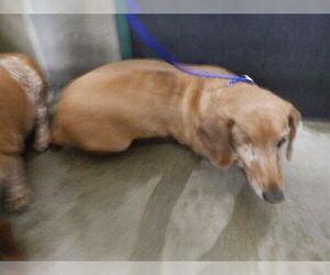 Dachshund-Unknown Mix Dogs for adoption in Oroville, CA, USA