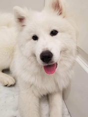 Samoyed Dogs for adoption in San Pablo, CA, USA