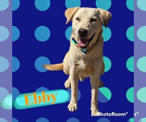 Labrador Retriever-Unknown Mix Dogs for adoption in Arlington, TX, USA