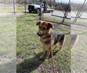 German Shepherd Dog-Unknown Mix Dogs for adoption in Aurora, IL, USA