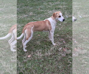 Catahoula Leopard Dog-Treeing Walker Coonhound Mix Dogs for adoption in Farmerville, LA, USA