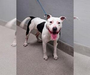 American Pit Bull Terrier-Unknown Mix Dogs for adoption in Las Vegas, NV, USA