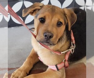 Mutt Dogs for adoption in Santa Monica, CA, USA