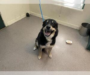 Australian Cattle Dog-German Shepherd Dog Mix Dogs for adoption in Pasadena, CA, USA