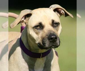 Black Mouth Cur Dogs for adoption in North Fort Myers, FL, USA