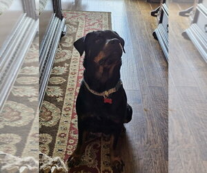 Rottweiler-Unknown Mix Dogs for adoption in Lakewood, CO, USA