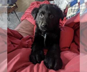 Sheprador Dogs for adoption in Fargo, ND, USA